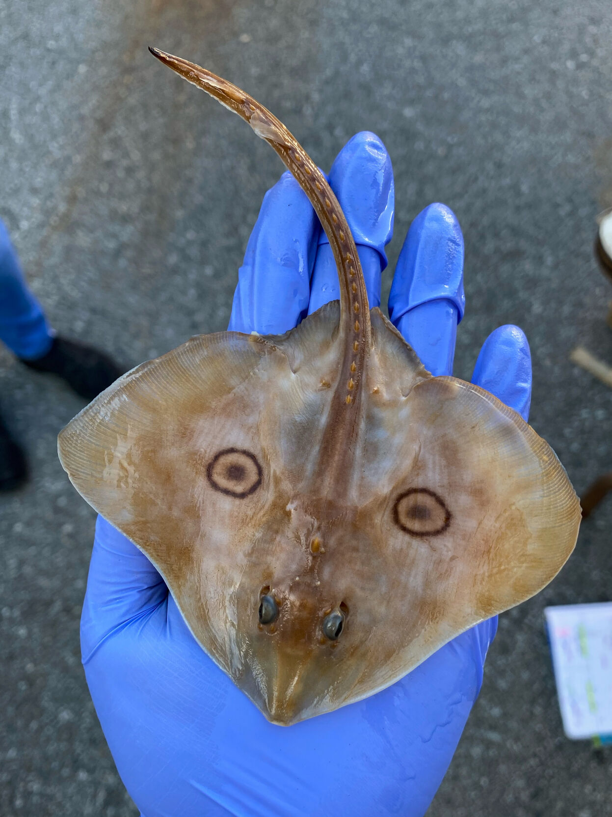 Stingray
